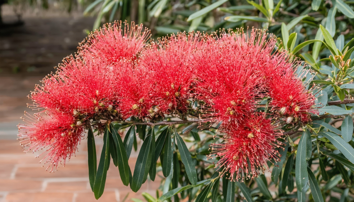 découvrez pourquoi les feuilles de votre rince-bouteille (callistemon) sèchent et apprenez des solutions efficaces pour le sauver et le faire prospérer.